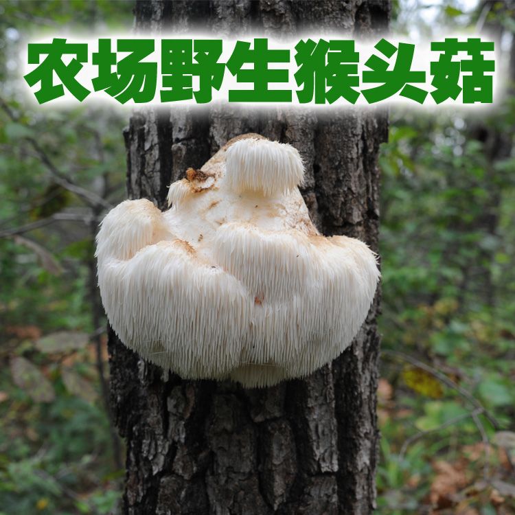 干猴头菇  深山老林猴头菇树干猴头菌菇野生批发促销