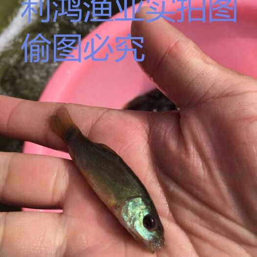 广州 丁桂鱼苗 一手货源 基地直供