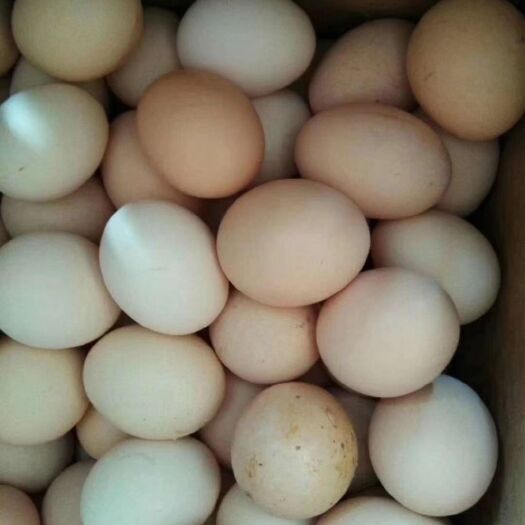 突泉县土鸡蛋 食用 箱装 