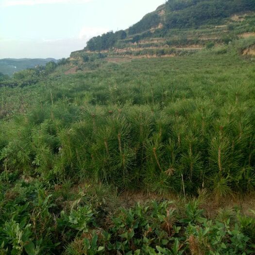 西和县侧柏苗 核桃花淑塔柏苗出售。