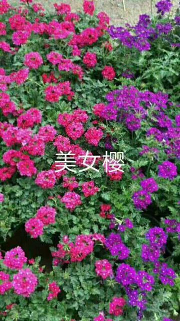 青州市传奇 美女樱