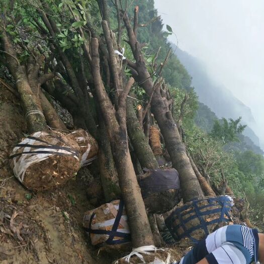 全州县普通桂花树