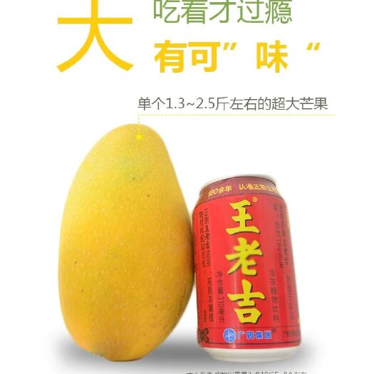 田东县金煌芒水仙芒+706845482