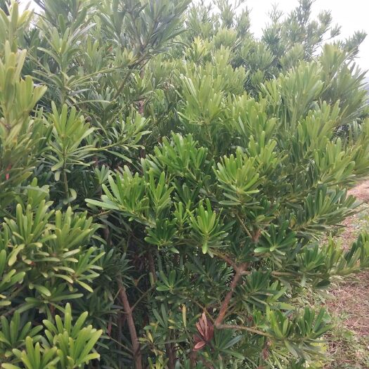 灵山县 罗汉松