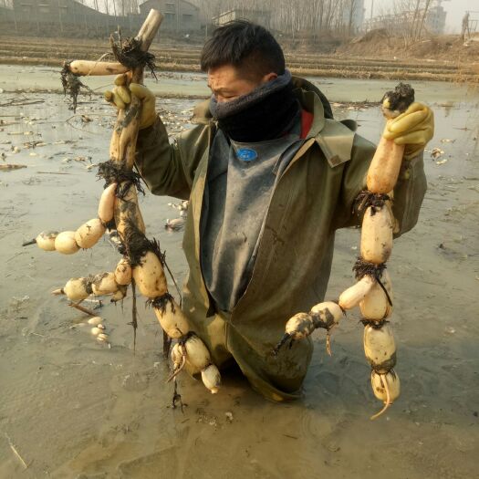 辉县市3735莲藕藕尖 不好意思现在什么都没有了，莲藕刚刚种里面，八月份再说吧！好吗