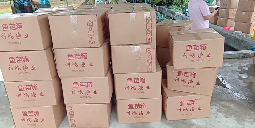  丁桂鱼苗 一手货源 基地直供