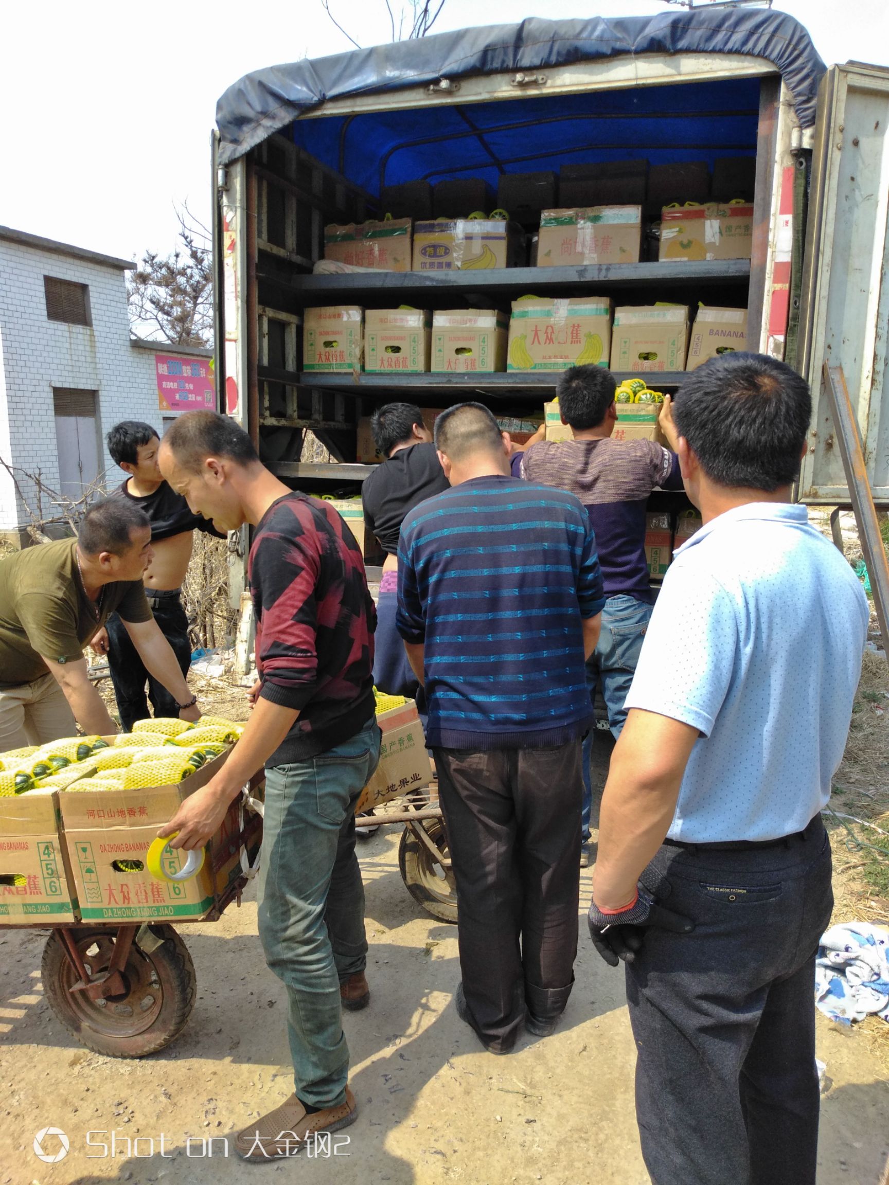 山东博洋9号甜瓜 产地种植面积大口感好