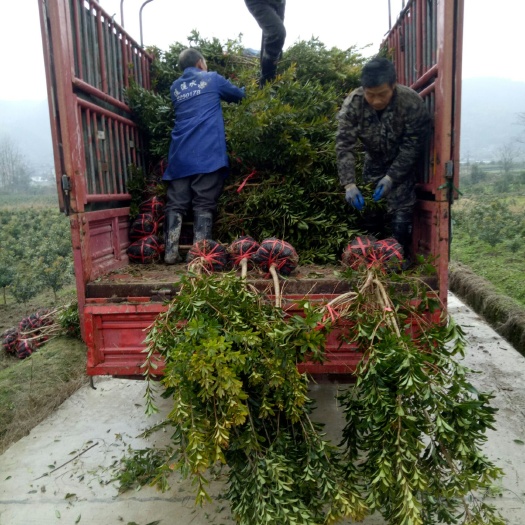 靖州县荸荠杨梅种苗