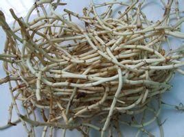 铜仁鱼腥草根 