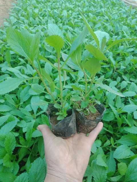 青州市马鞭草种子 马鞭草