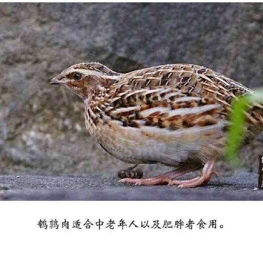 现杀现卖鹌鹑