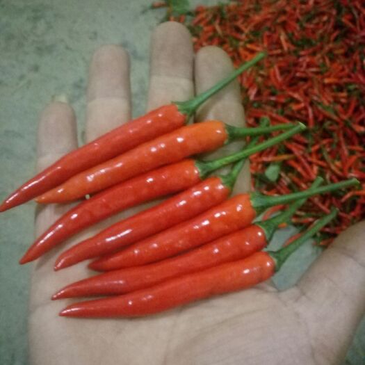 马关县朝天椒 5~10cm 特辣 红色 