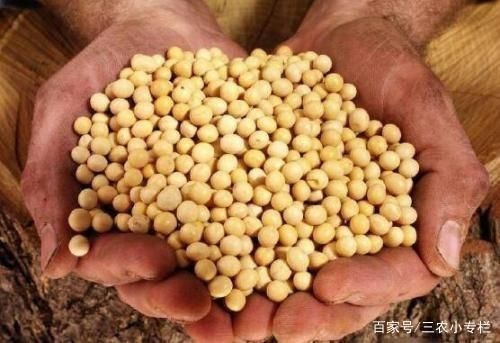 鄄城县黄大豆 生大豆 1等品 