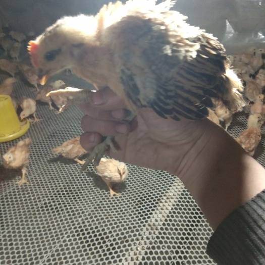 萧县k9肉鸡苗882 