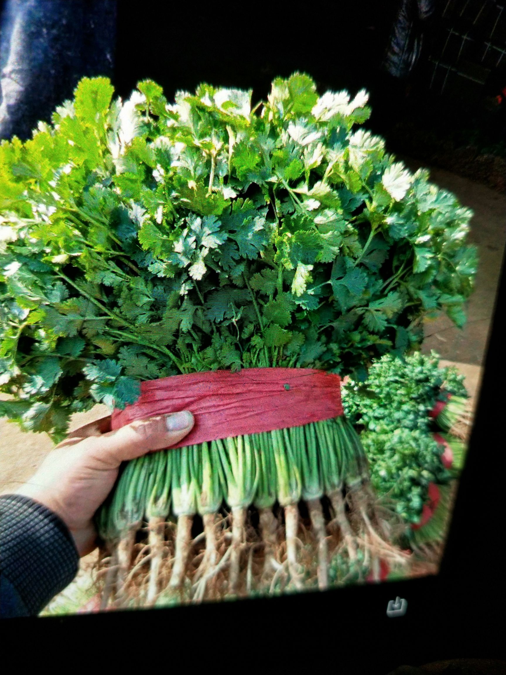 中叶铁杆青 25~30cm 