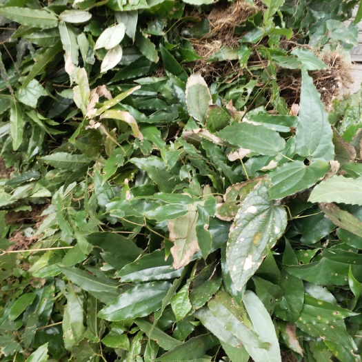 营山县淫羊藿种苗 