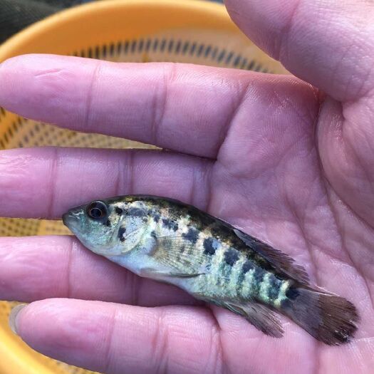 广州 淡水石斑鱼苗 花斑花老虎
