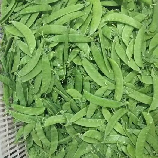 建水县荚豆 12cm以上 