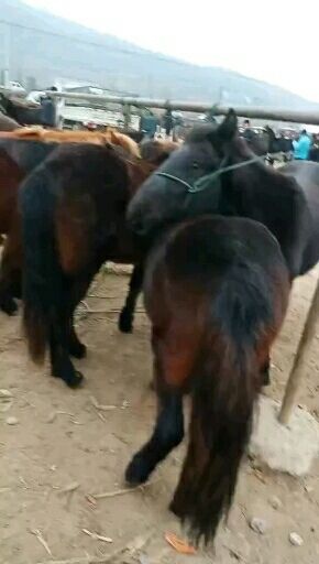 礼县甘肃肉马，马驹身体都很强壮身宽体长腿粗发育成长快低抗力强要就