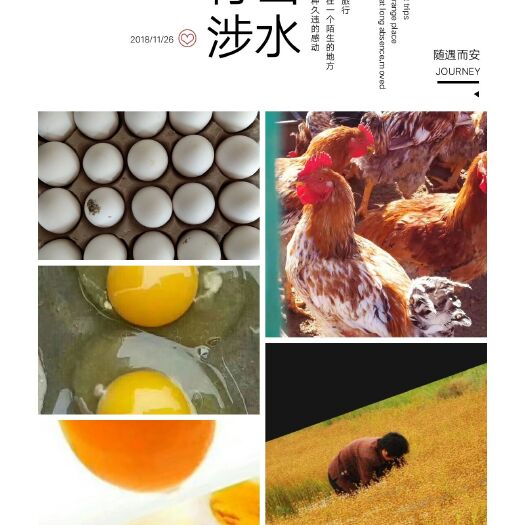 榆中县土鸡 4-5斤 统货 