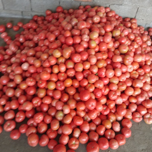 米易县硬粉番茄 通货 弧一以下 硬粉