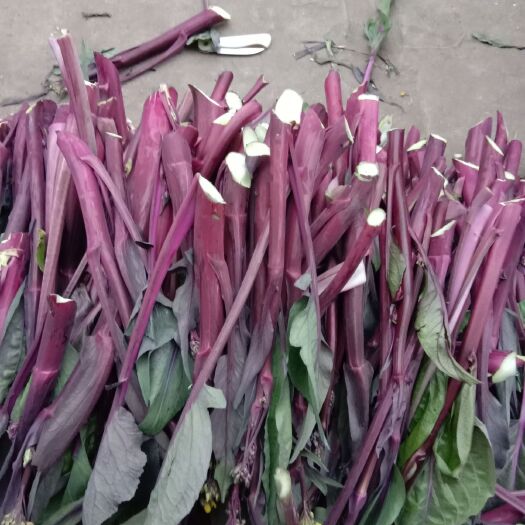 内江红油菜 1~2两 