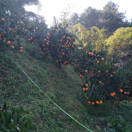 荔浦市蜜香橙 55mm以下 4两以下 