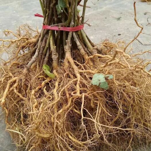 苍溪县猕猴桃实生苗 实生苗