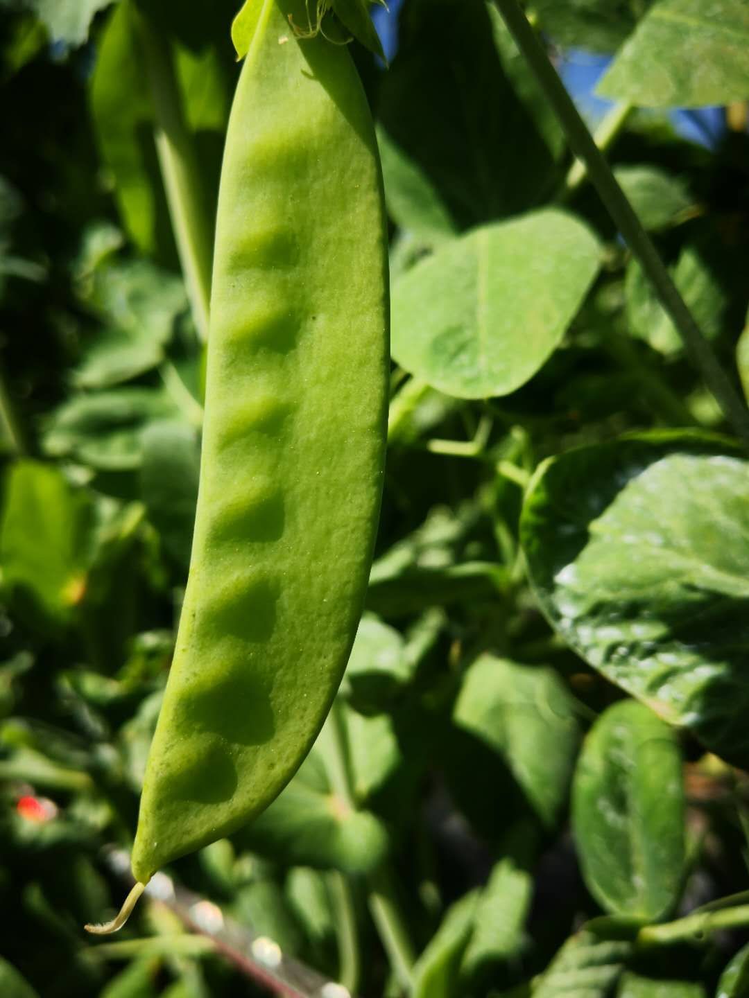 荚豆 8cm以下 