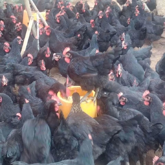 衡阳黑土鸡苗黑鸡苗母苗全国发货纯种黑土鸡出壳苗质量正宗包打疫苗
