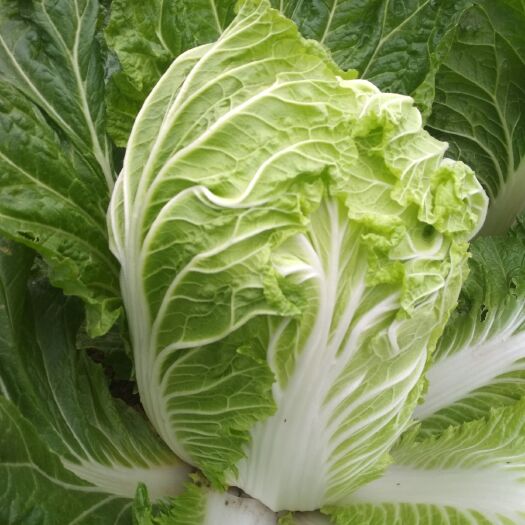 夏邑县青杂三号白菜 3~6斤 净菜 