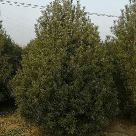 蒲城县陕西白皮松 