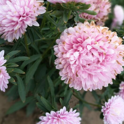 赤峰翠菊种子 