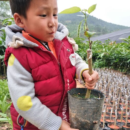 灵山县 四季长果桑 果桑苗 长果桑苗 盆栽地栽种植