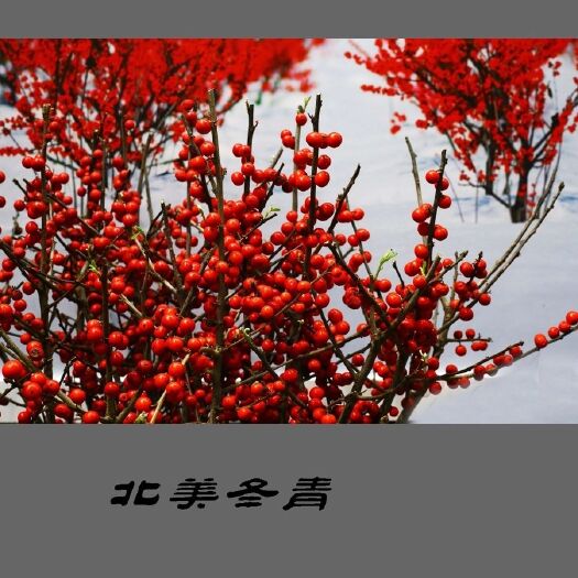 泰安北美冬青苗  冬红果冬青批发