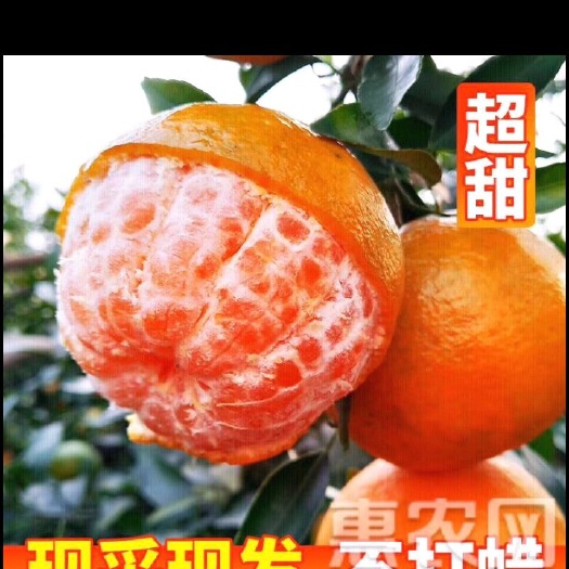 衢州椪柑 6.5 - 7cm 2 - 3两 
