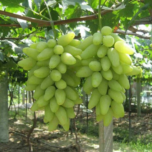 平邑县金手指葡萄苗 