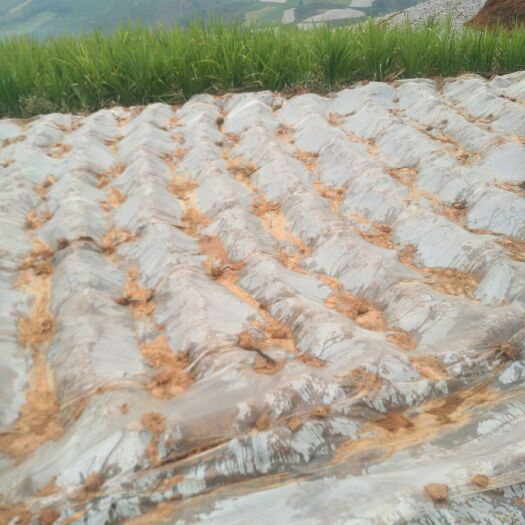 新平县原味红糖 