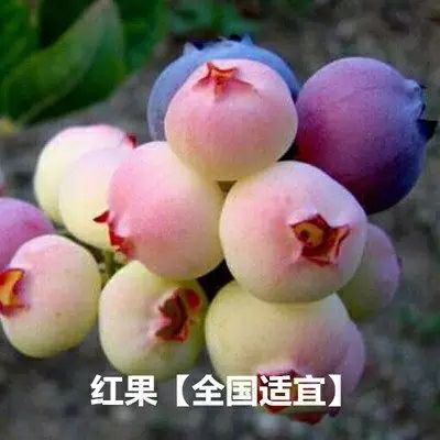 蓝宝石蓝莓苗 