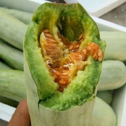 潍坊精品羊角蜜甜瓜大量出售中需要的联系我