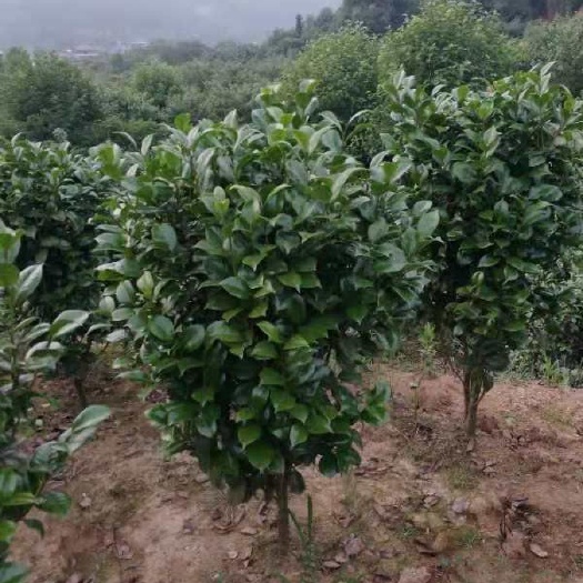 杭州茶花树 140cm以上 