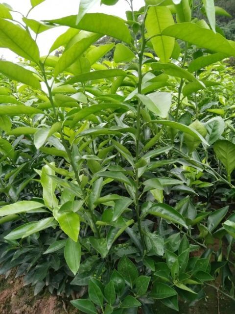 重庆市沃柑苗 嫁接苗 0.2米以下