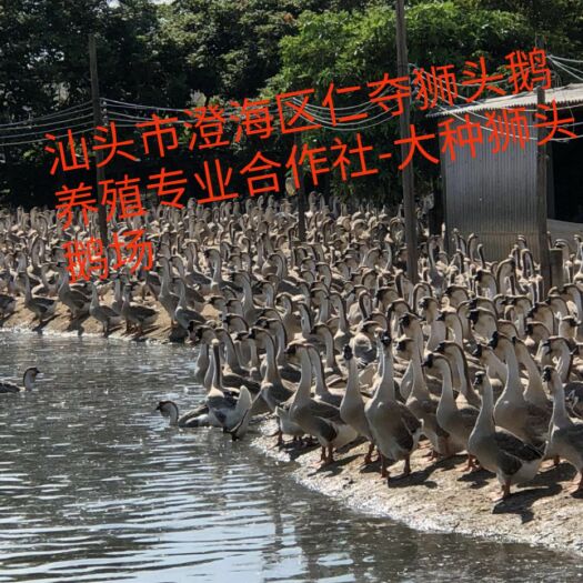 汕头狮头鹅苗  大种