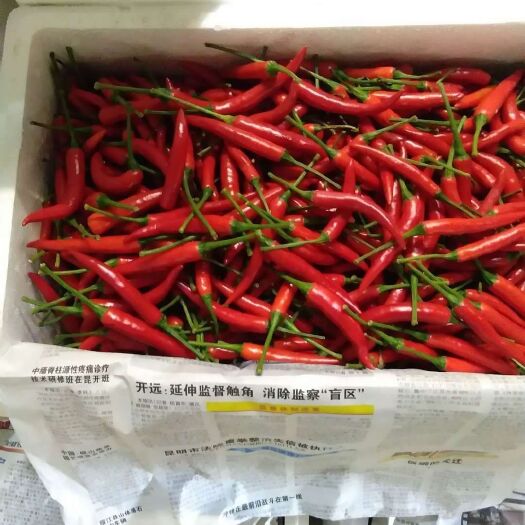昆明小米椒 混装通货 特辣 红色 