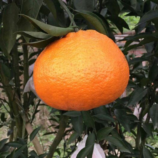 邛崃市耙耙柑 7 - 7.5cm 3两以上 