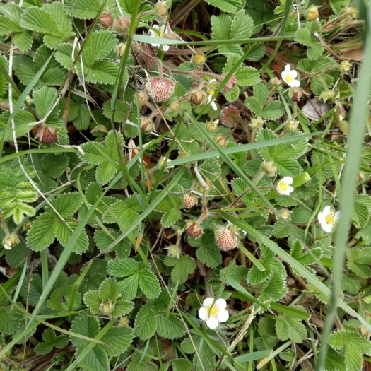临沧小白草莓苗 10~20公分 地栽苗