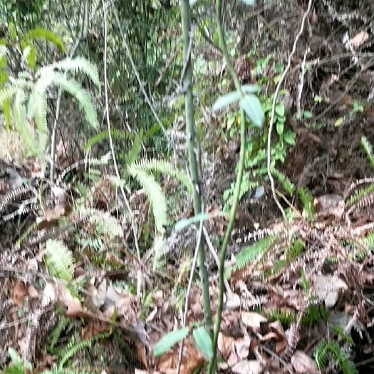 信丰县八月瓜苗 