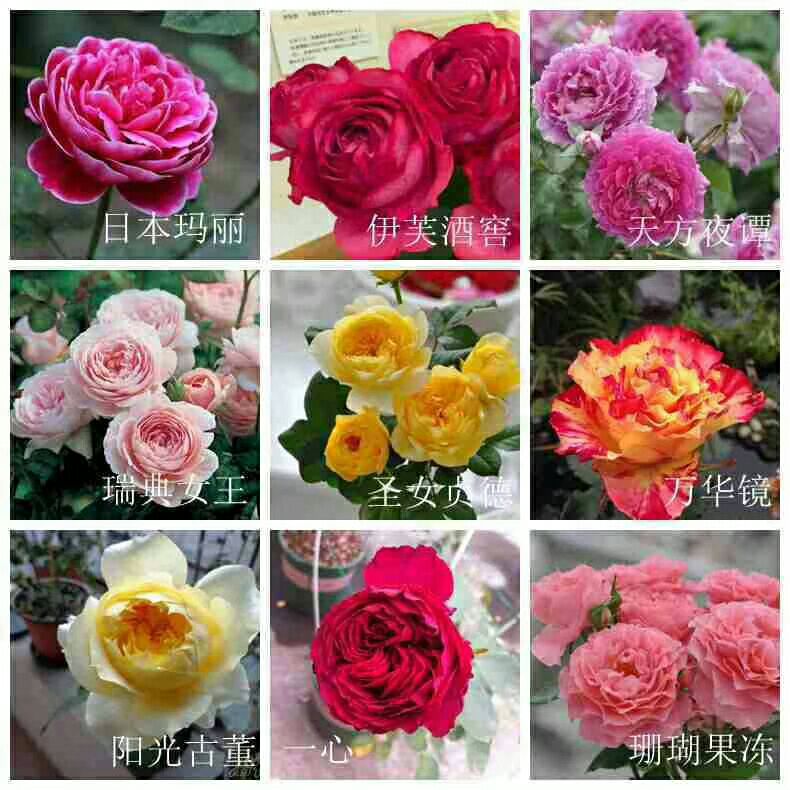  苗，玫瑰苗，各种月季花苗