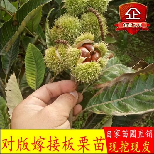 平邑县大红袍板栗苗  板栗苗 板栗树苗 栗子苗真正的嫁接苗南北方均当年种植当年结果