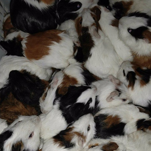 太和县荷兰猪批发零售价格